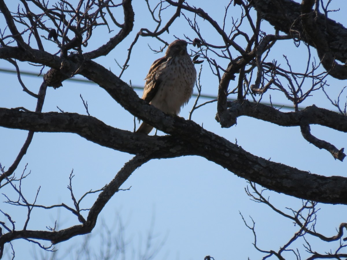 Red-shouldered Hawk - ML628425709