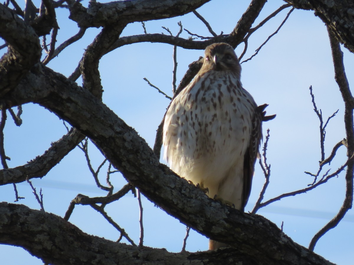 Red-shouldered Hawk - ML628425710