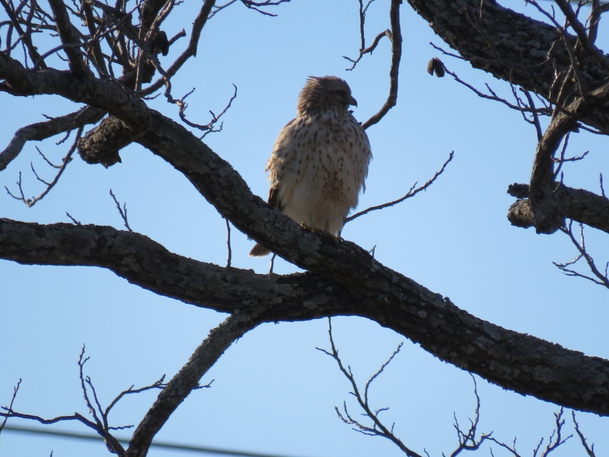 Red-shouldered Hawk - ML628425712