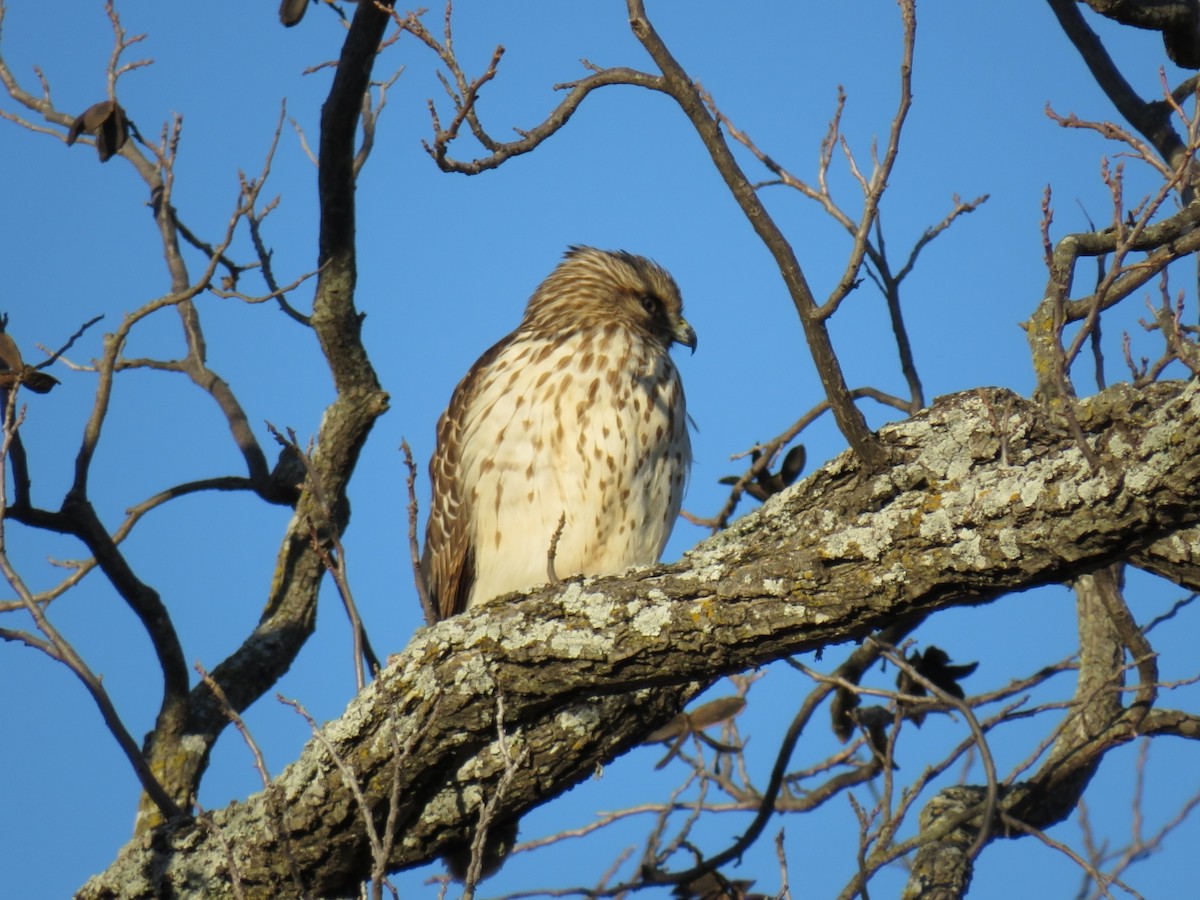 Red-shouldered Hawk - ML628425713