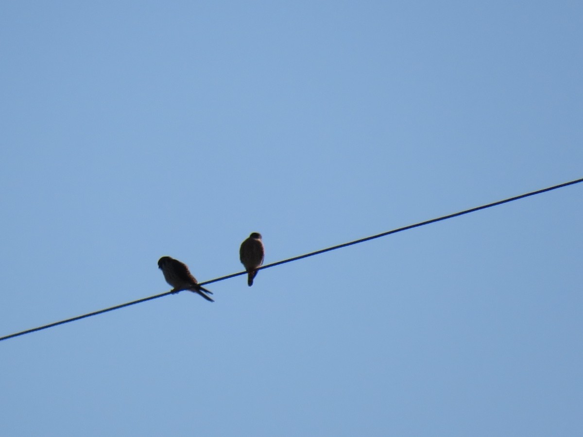 American Kestrel - ML628425738