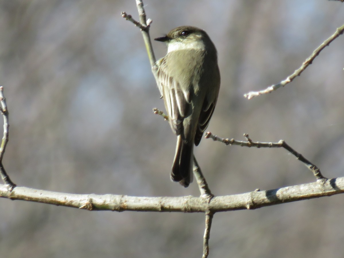 Eastern Phoebe - ML628425745