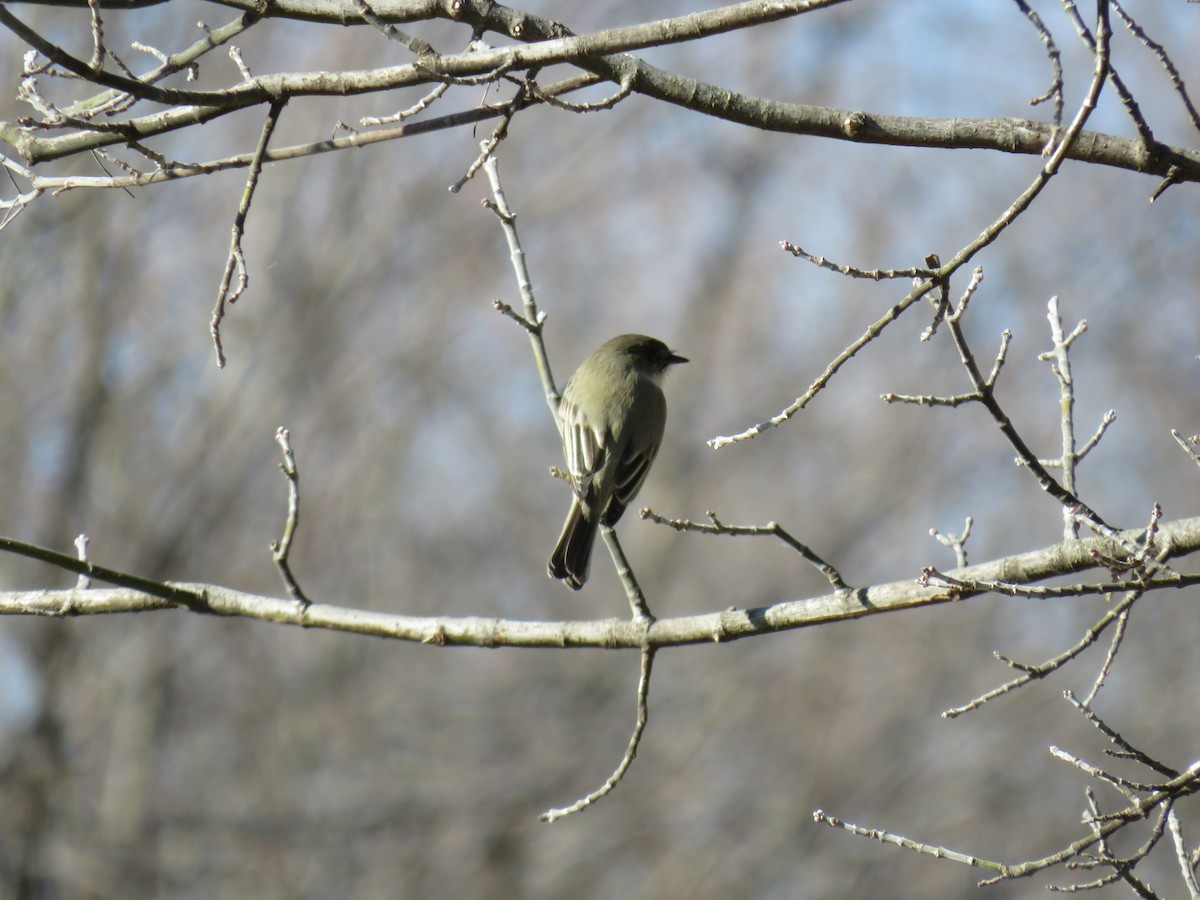 Eastern Phoebe - ML628425746