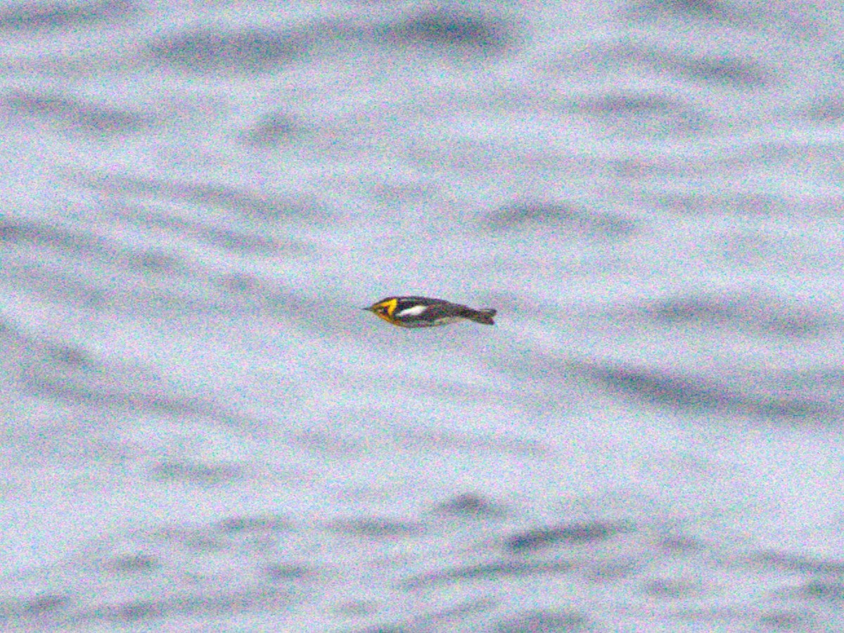 Blackburnian Warbler - ML628425748