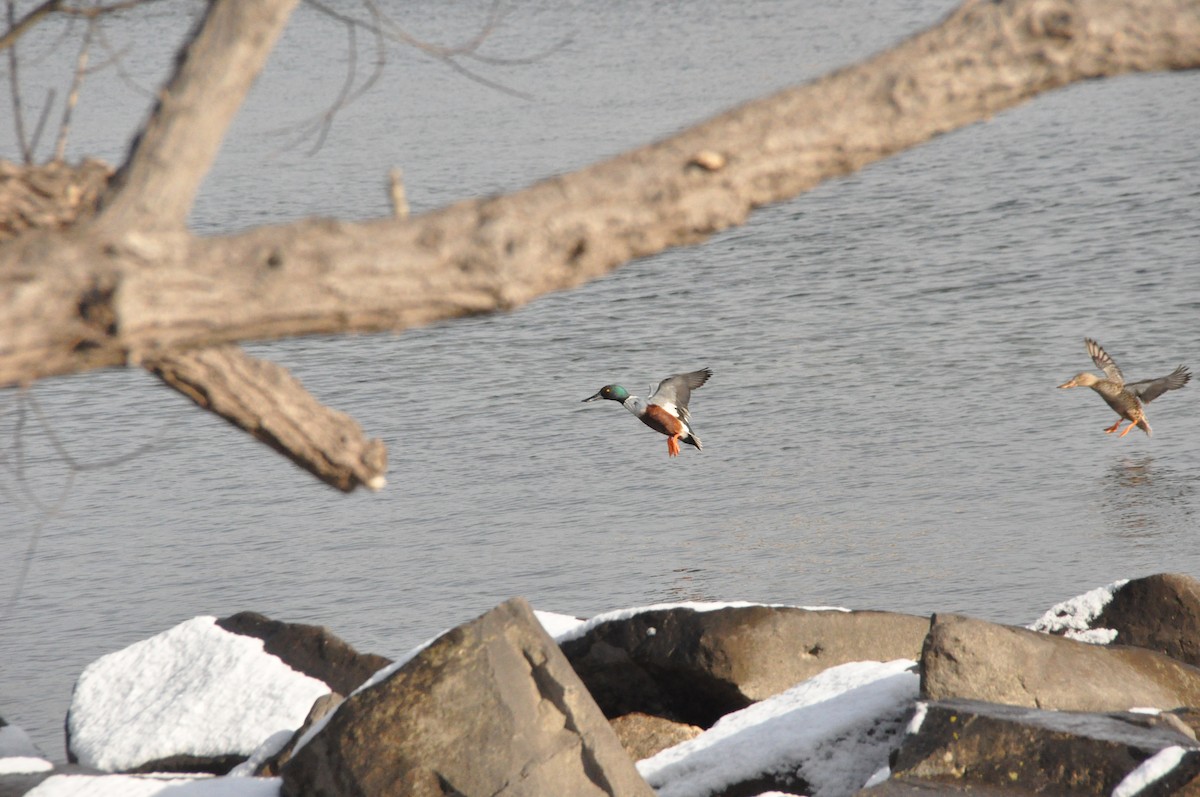 Northern Shoveler - ML628425833