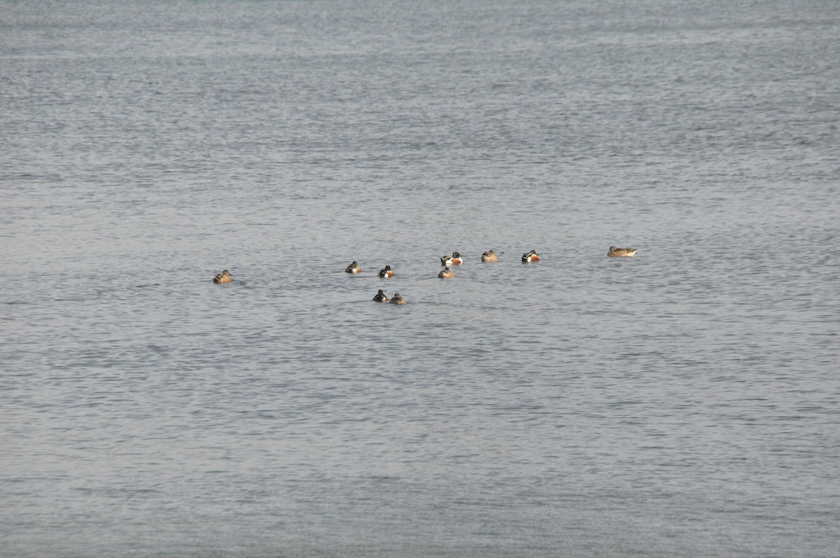 Northern Shoveler - ML628425843