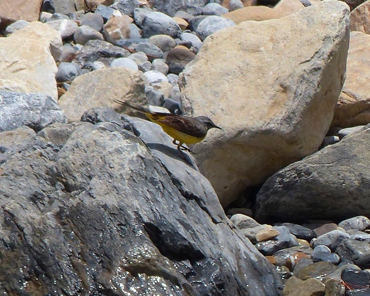 Gray Wagtail - forest venkat