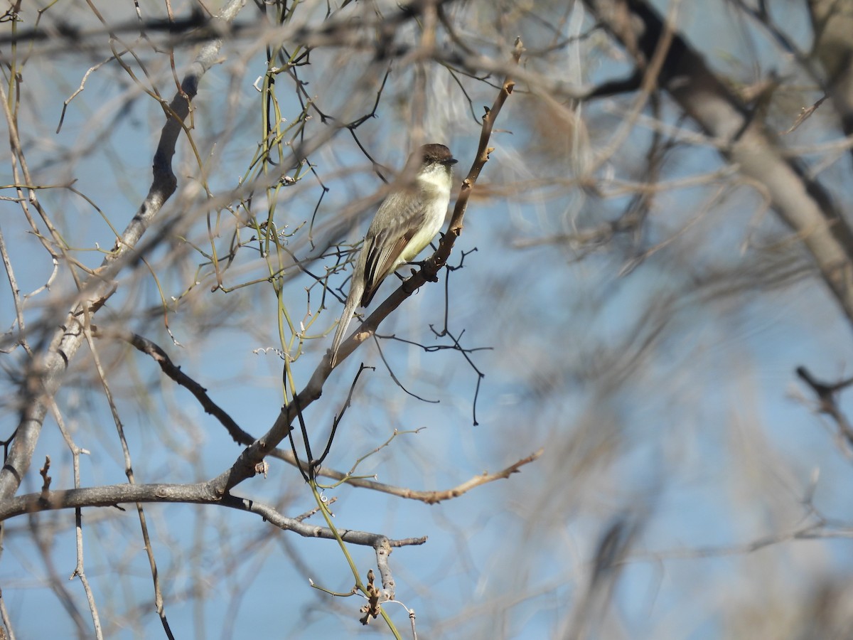 Eastern Phoebe - ML628425923