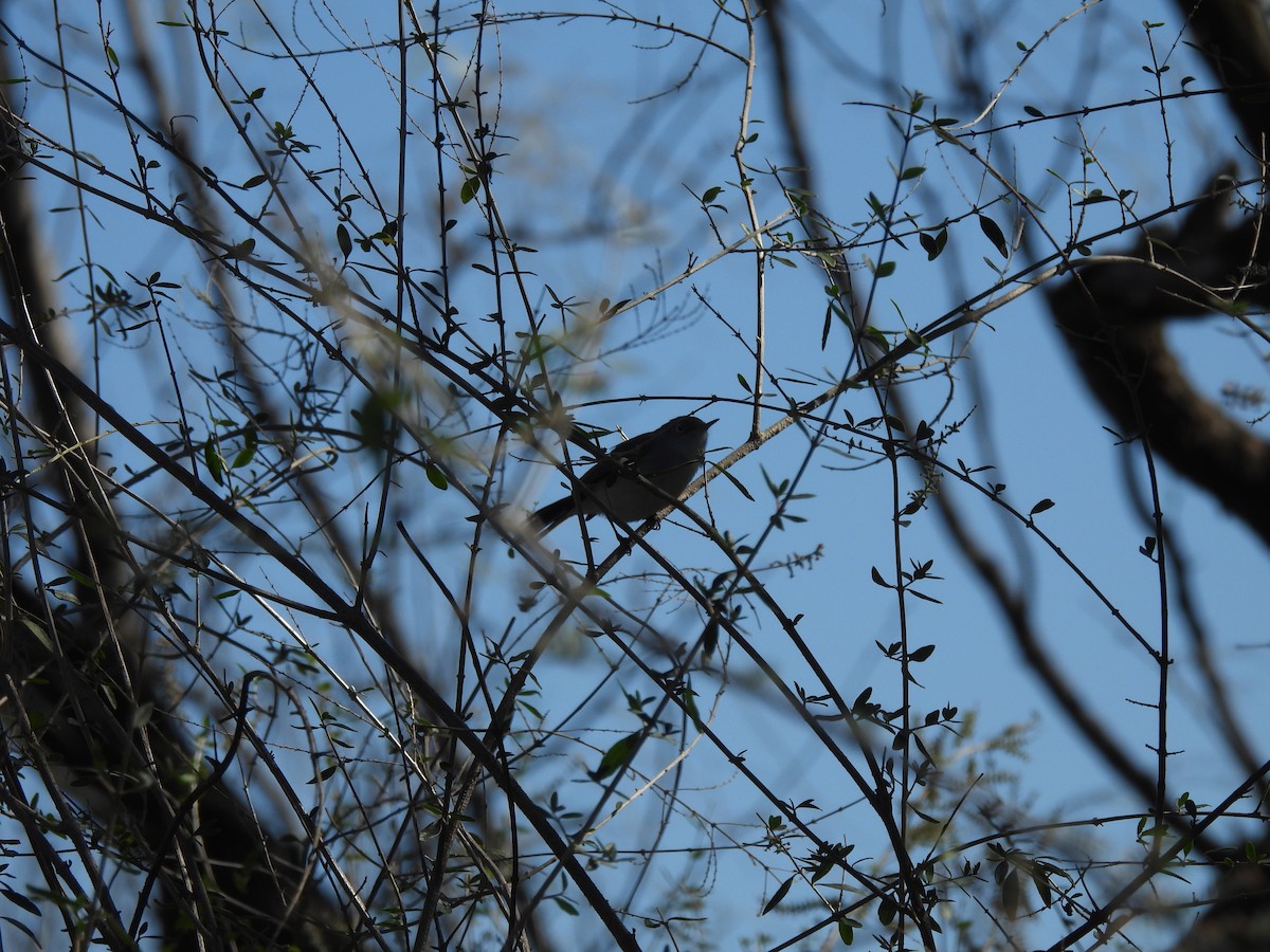 Blue-gray Gnatcatcher - ML628425939