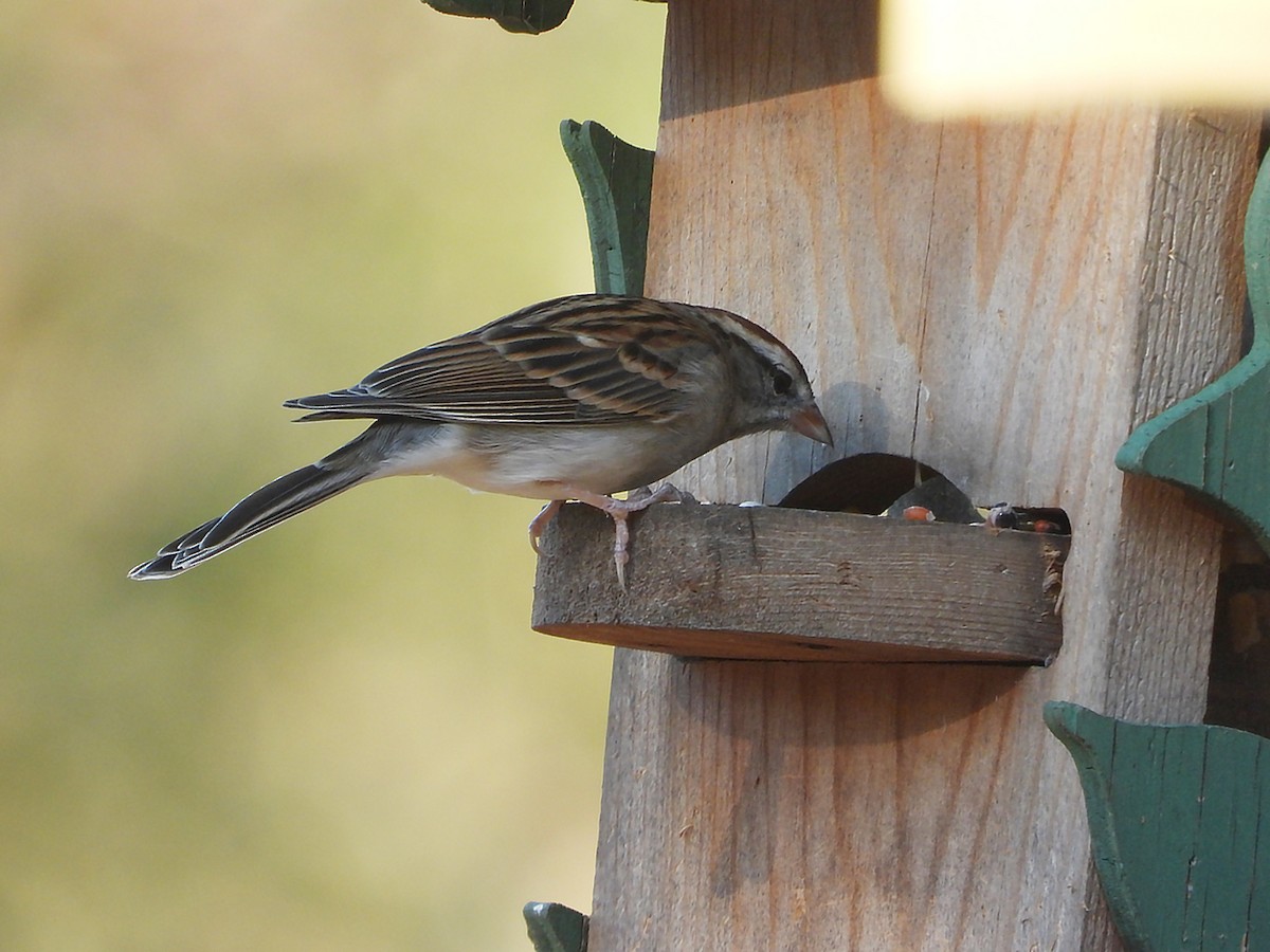 Chipping Sparrow - ML628425959