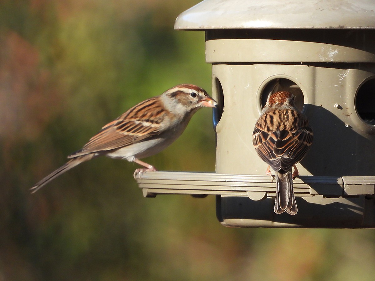 Chipping Sparrow - ML628425961