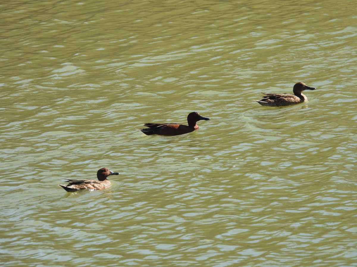 Cinnamon Teal - ML628425999