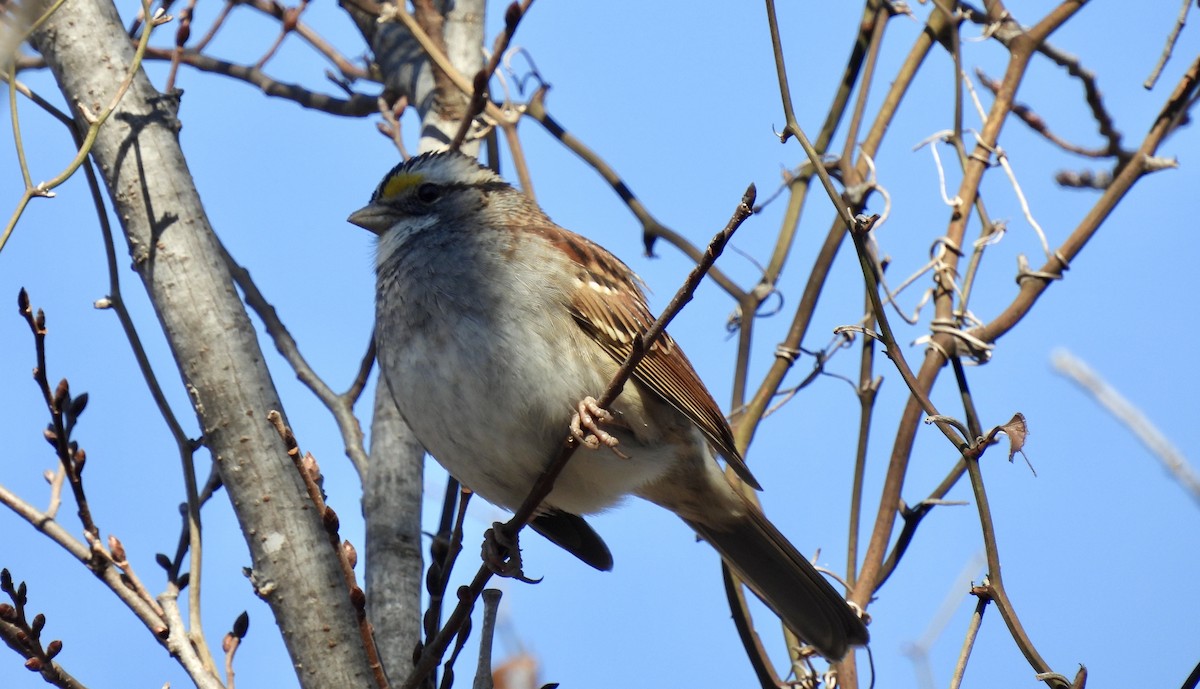 White-throated Sparrow - ML628426012