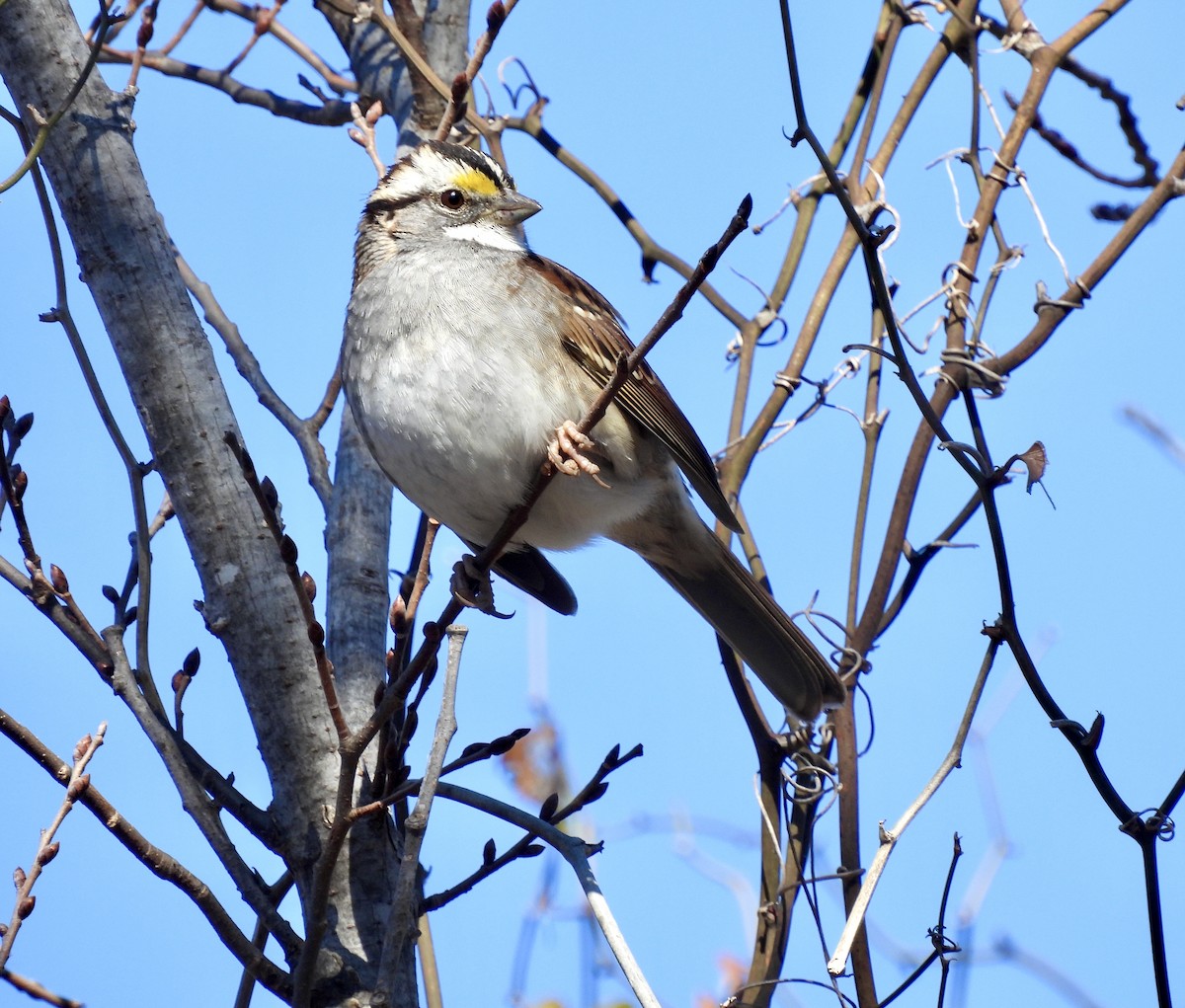 White-throated Sparrow - ML628426013