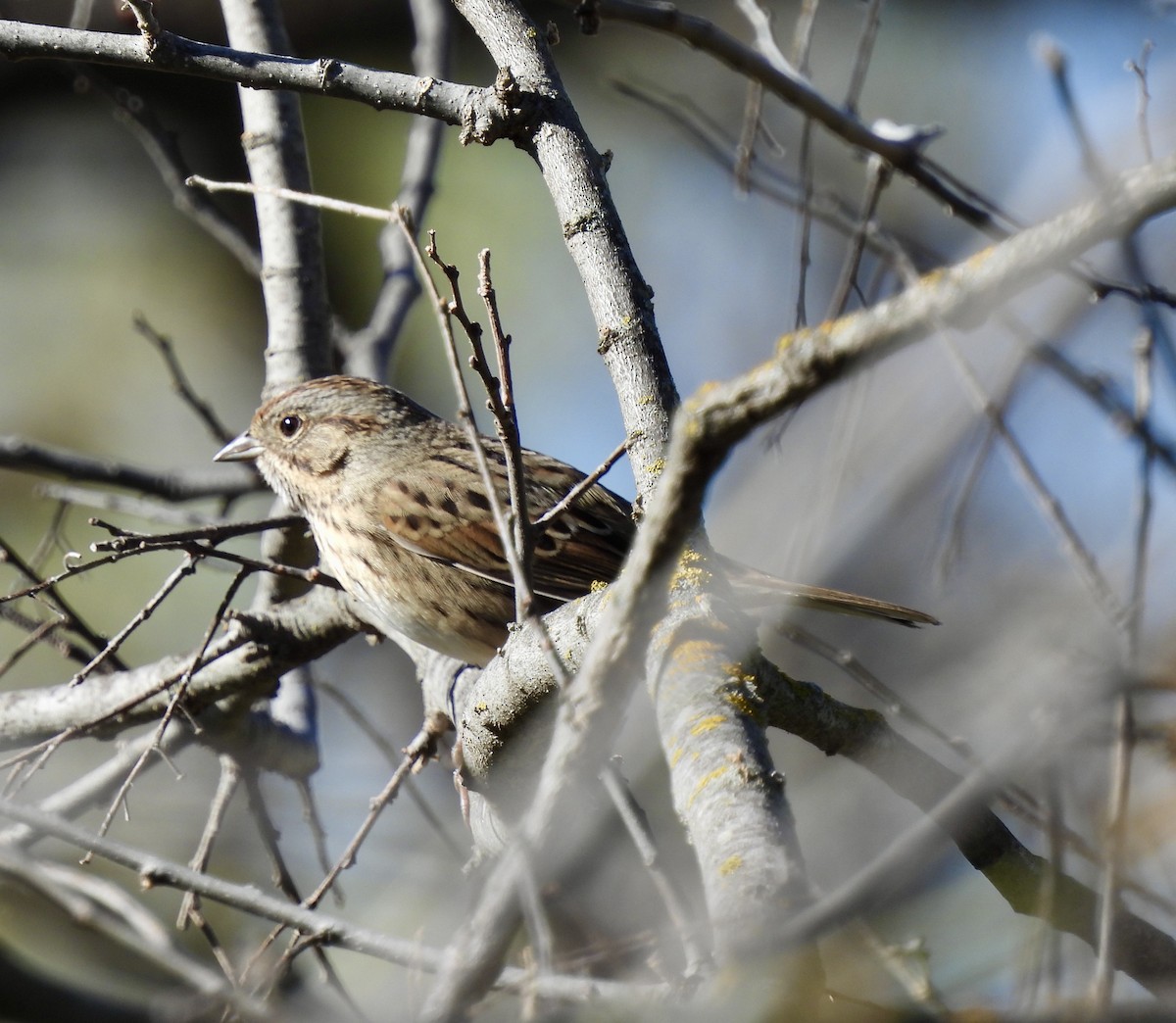 Lincoln's Sparrow - ML628426029