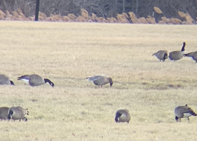 Pink-footed Goose - ML628426090