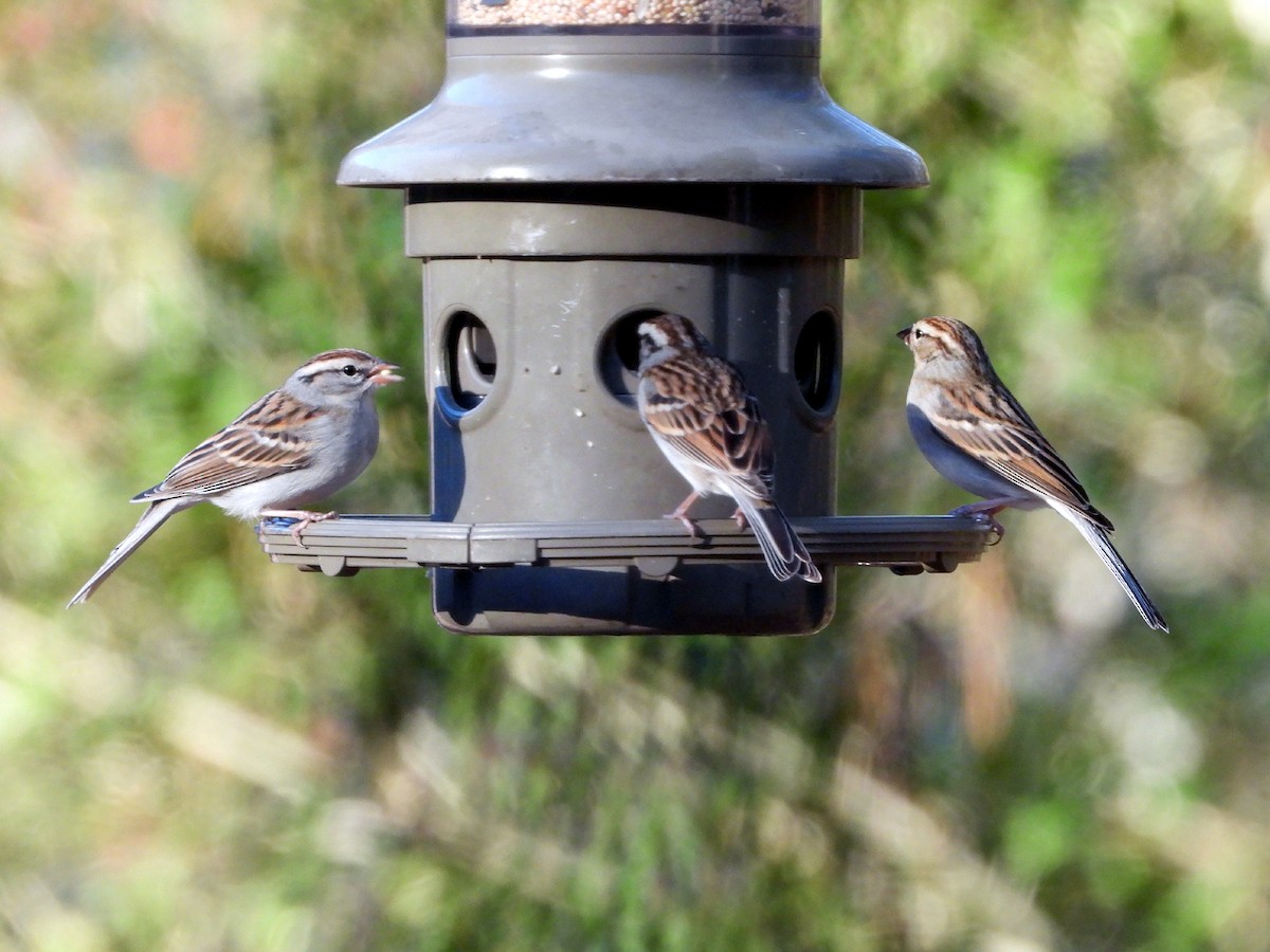 Chipping Sparrow - ML628426104