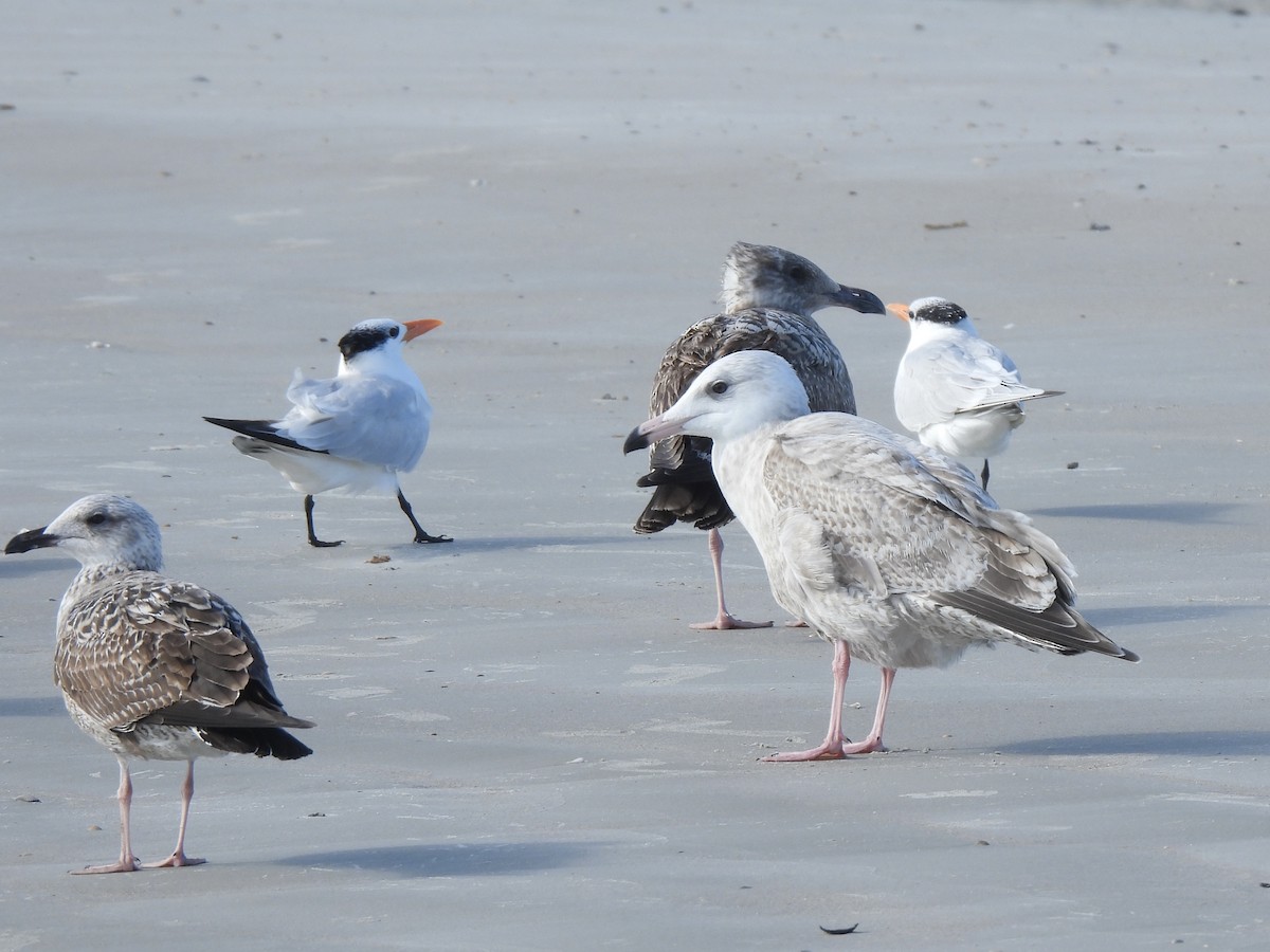 American Herring x Glaucous Gull (hybrid) - ML628426134