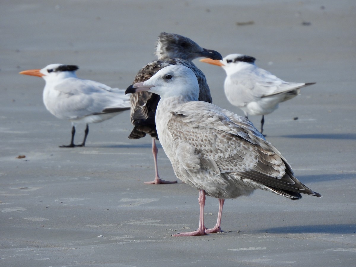 American Herring x Glaucous Gull (hybrid) - ML628426135