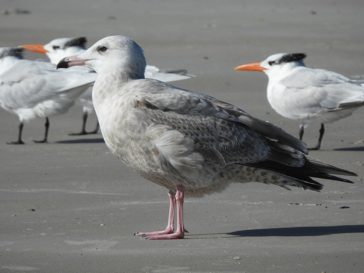 American Herring x Glaucous Gull (hybrid) - ML628426136
