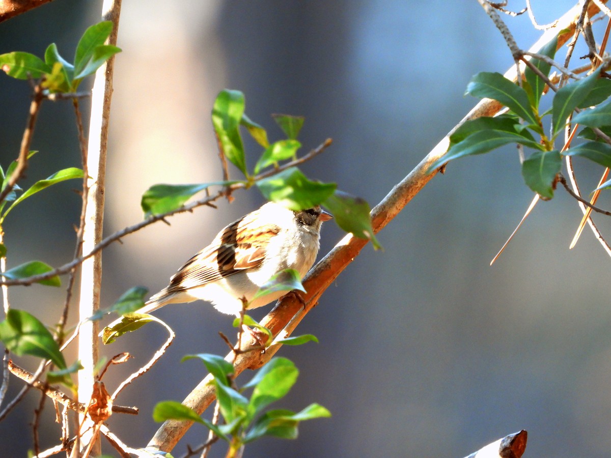 Chipping Sparrow - ML628426172