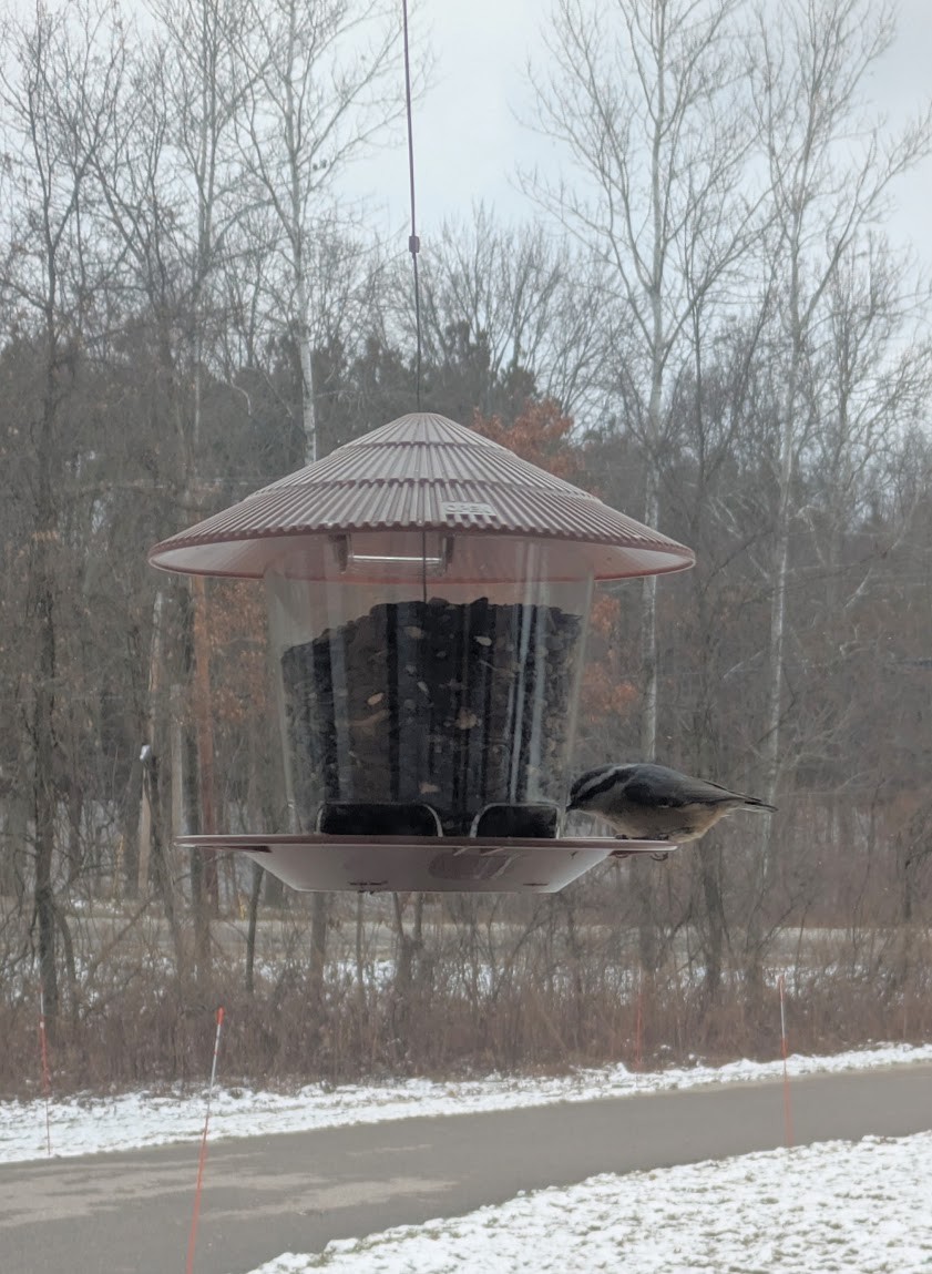 Red-breasted Nuthatch - ML628426243