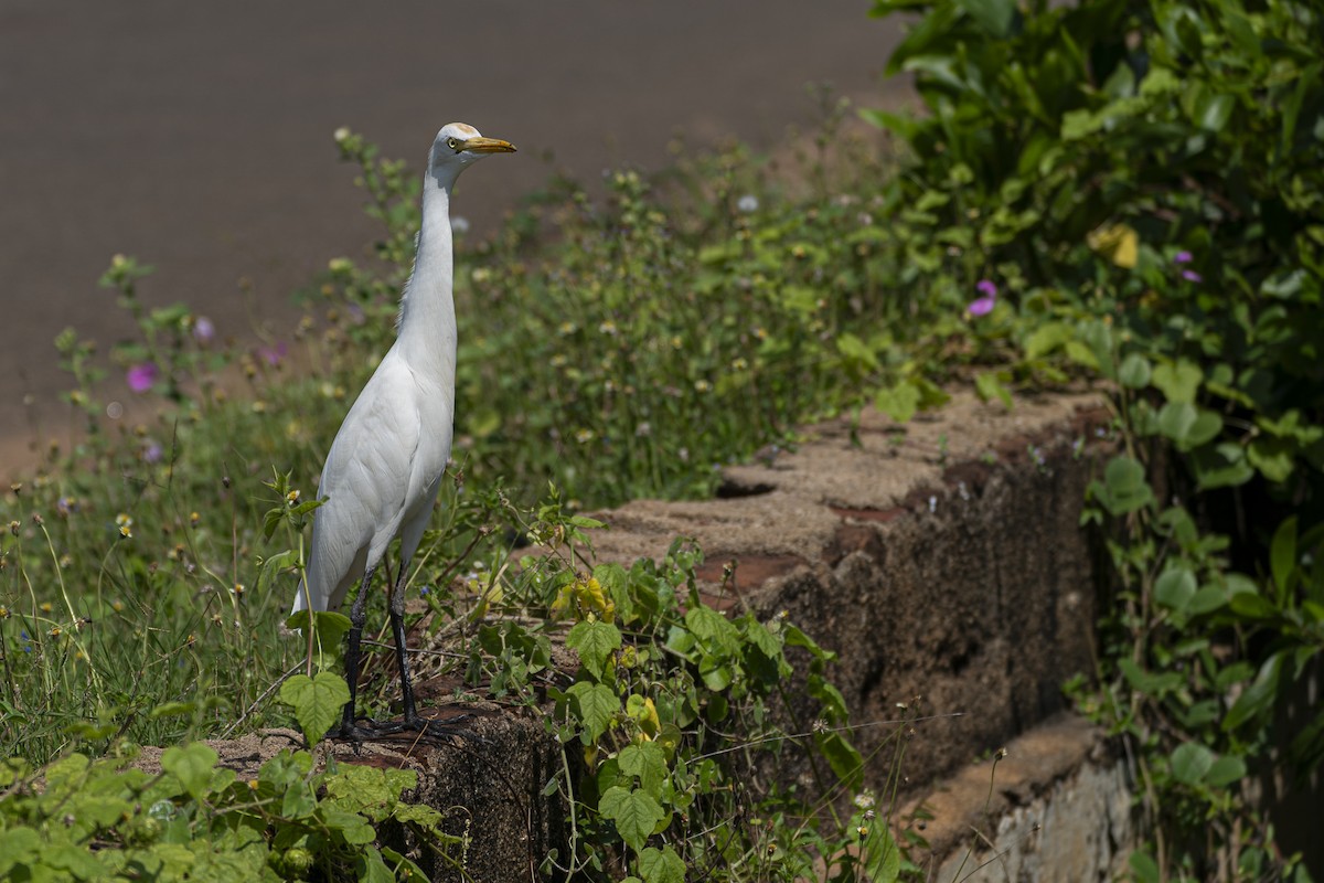 Eastern Cattle-Egret - ML628426313