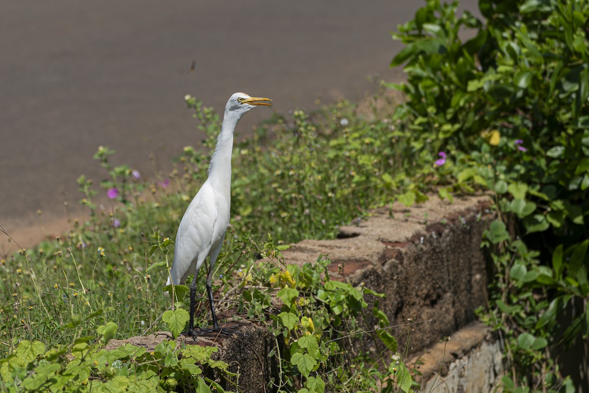 Eastern Cattle-Egret - ML628426314