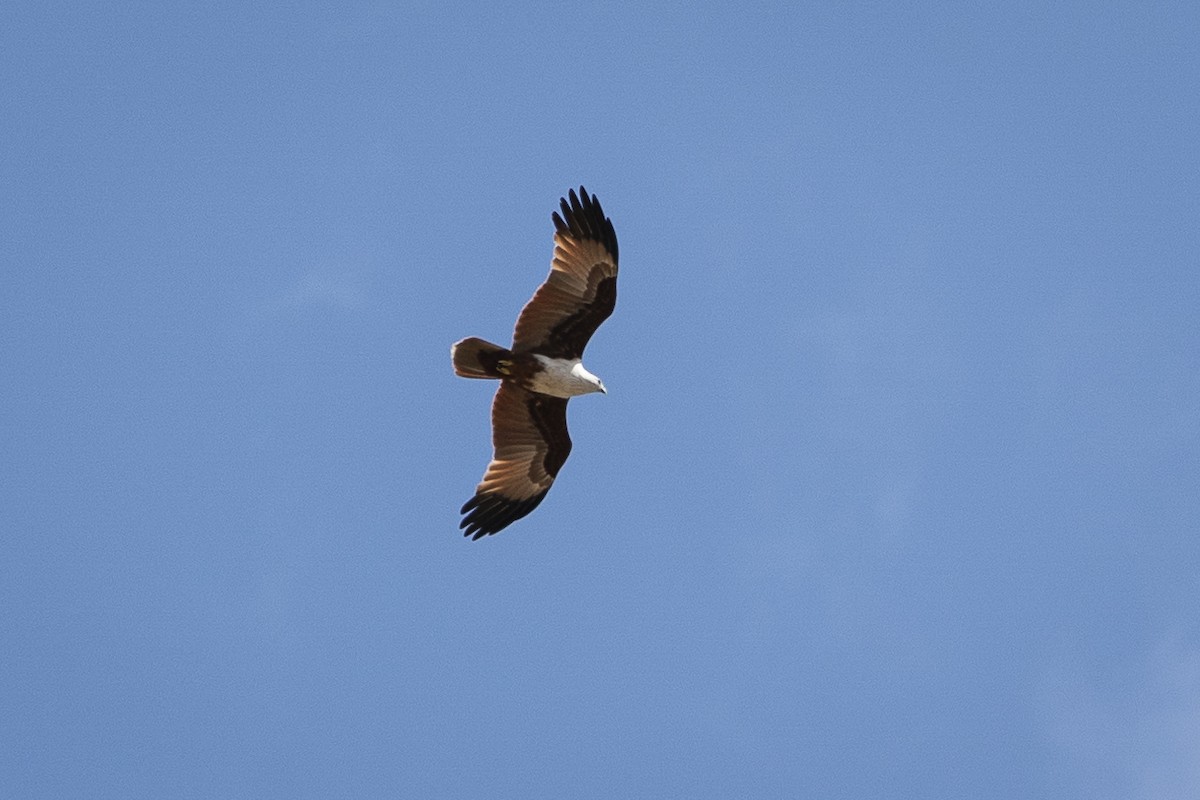 Brahminy Kite - ML628426326