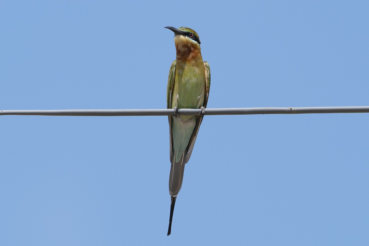 Blue-tailed Bee-eater - ML628426336
