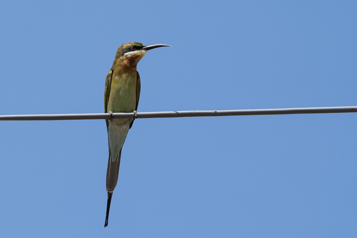 Blue-tailed Bee-eater - ML628426337
