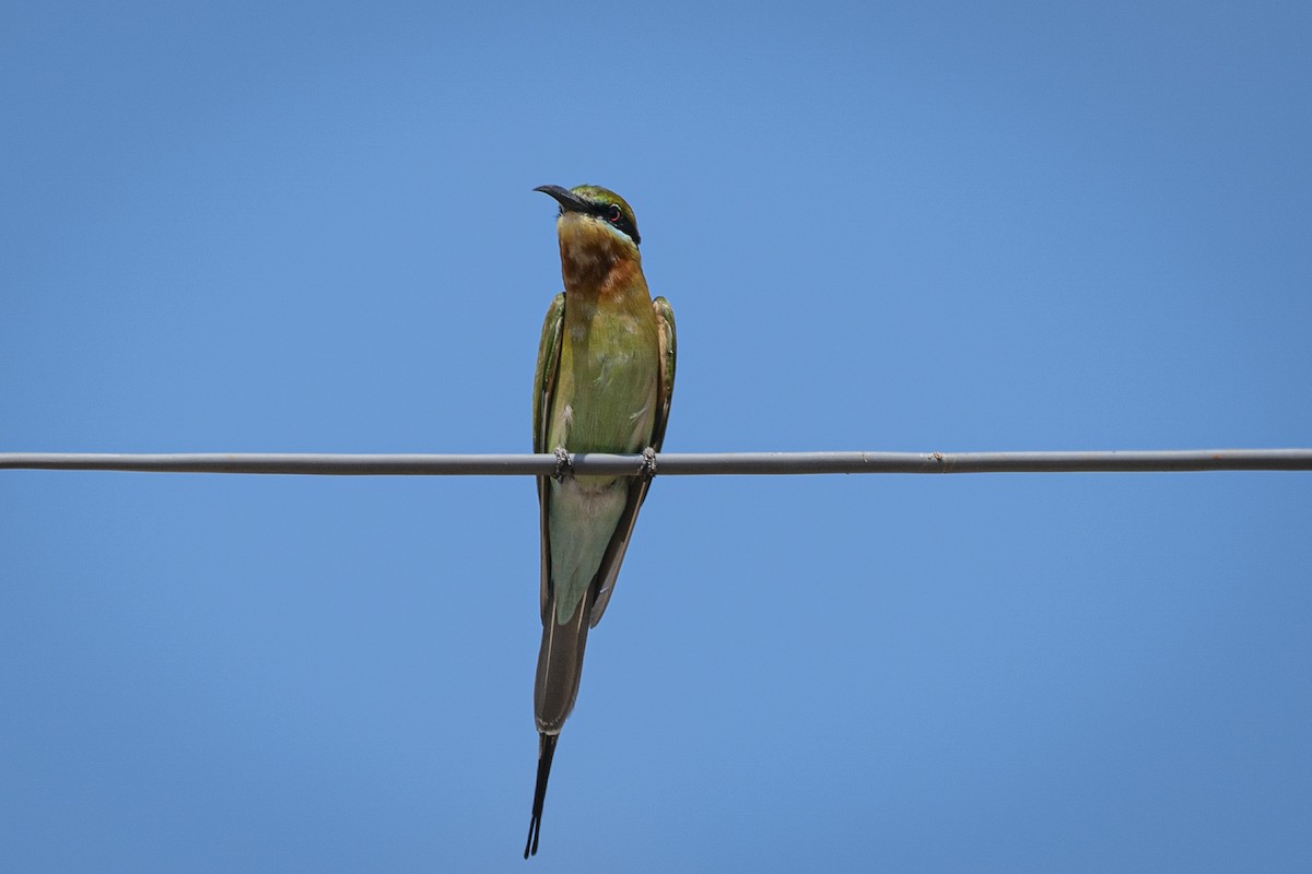 Blue-tailed Bee-eater - ML628426354