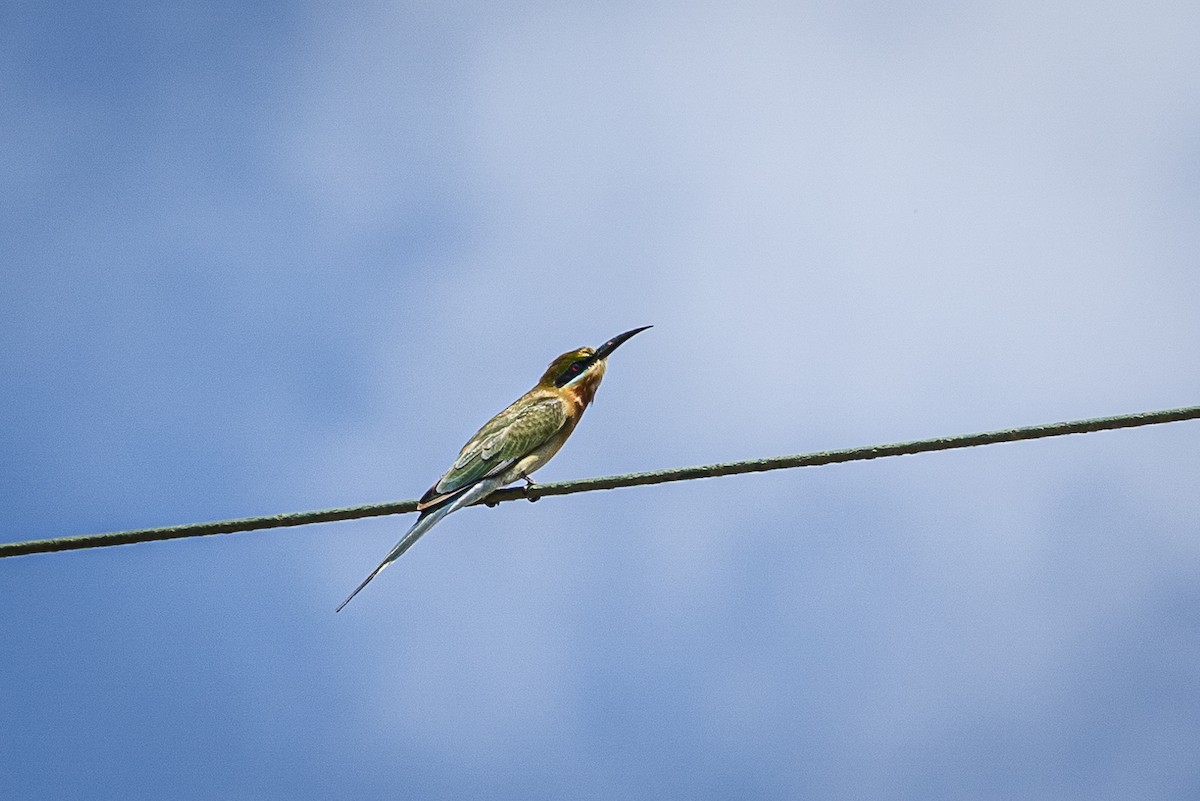 Blue-tailed Bee-eater - ML628426378