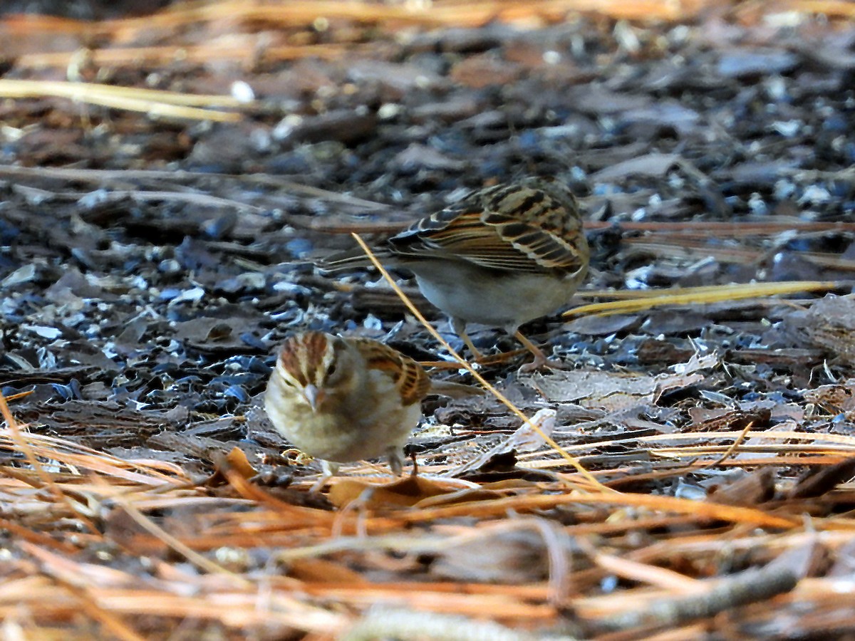 Chipping Sparrow - ML628426477