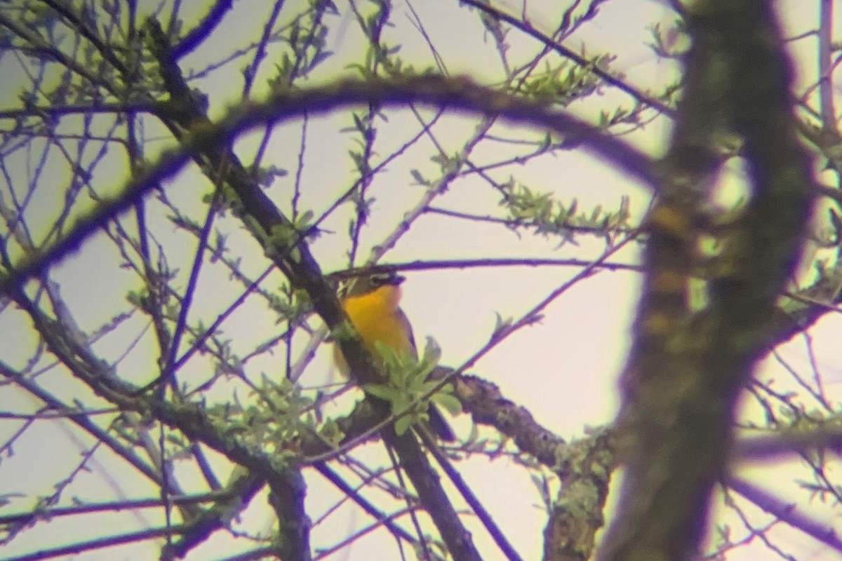 Yellow-breasted Chat - ML628426593