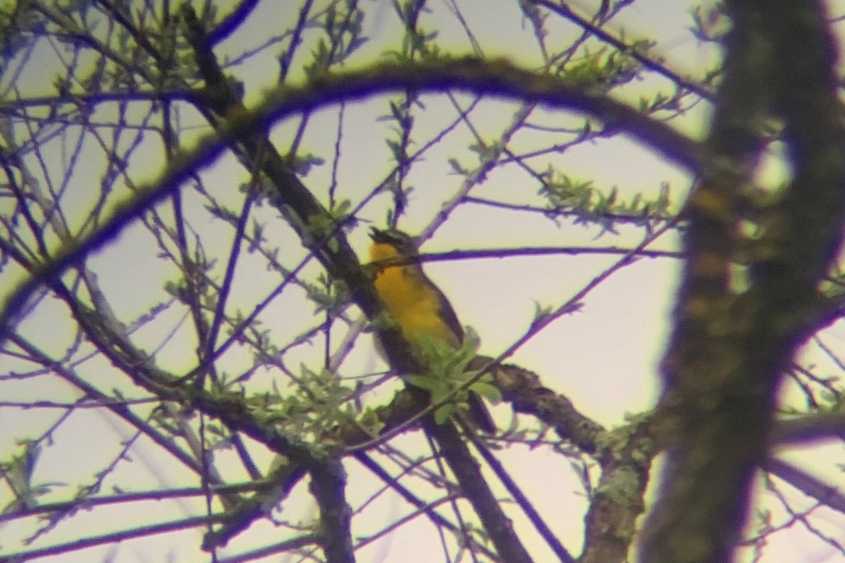 Yellow-breasted Chat - ML628426594