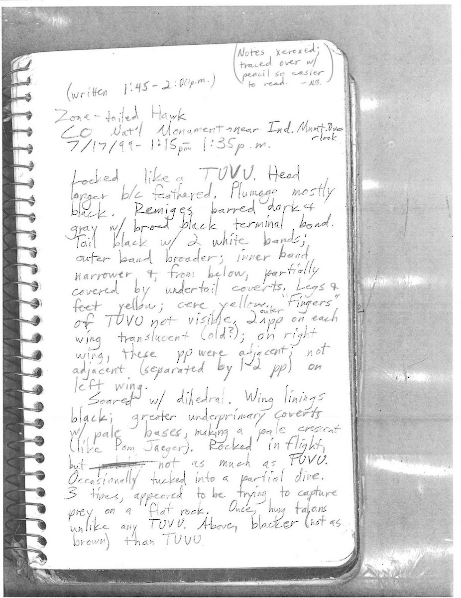 Zone-tailed Hawk - ML628426810