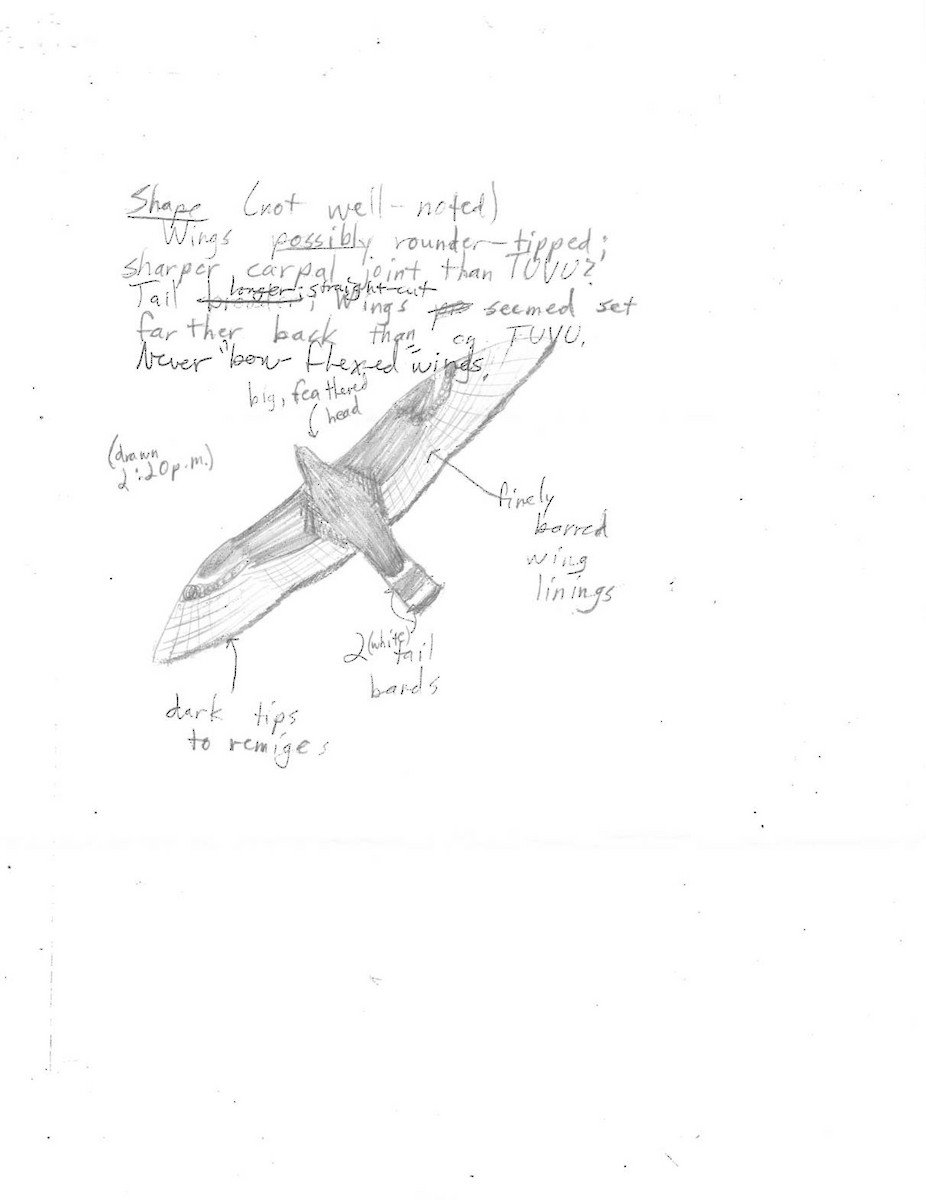 Zone-tailed Hawk - ML628426836