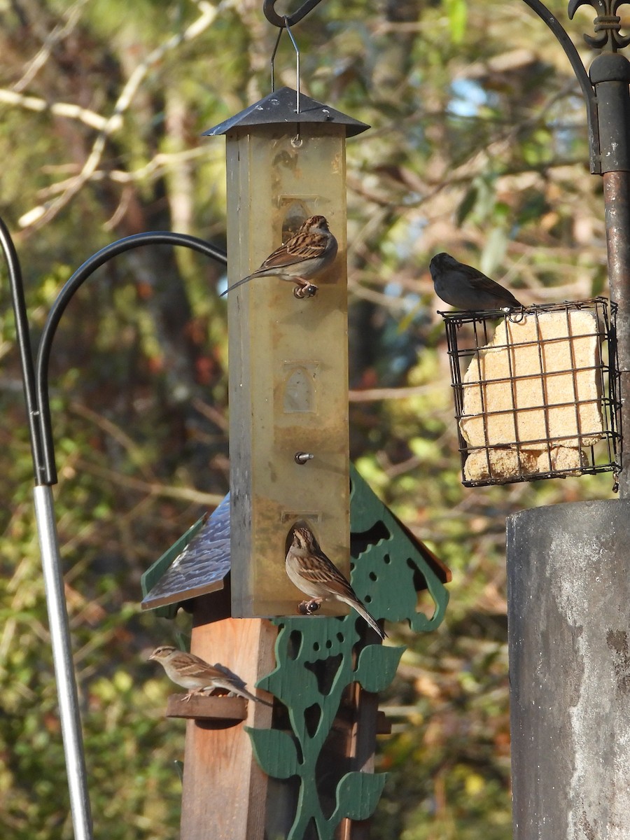 Chipping Sparrow - ML628426838