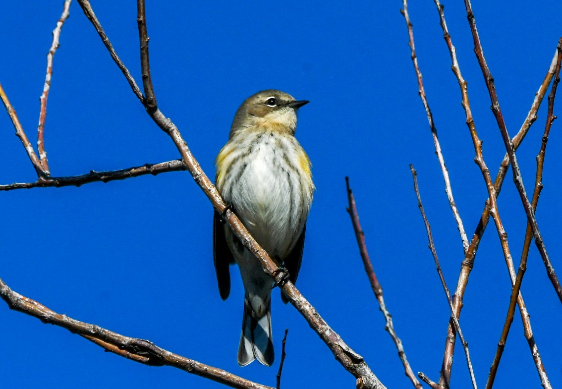 Yellow-rumped Warbler - ML628427056