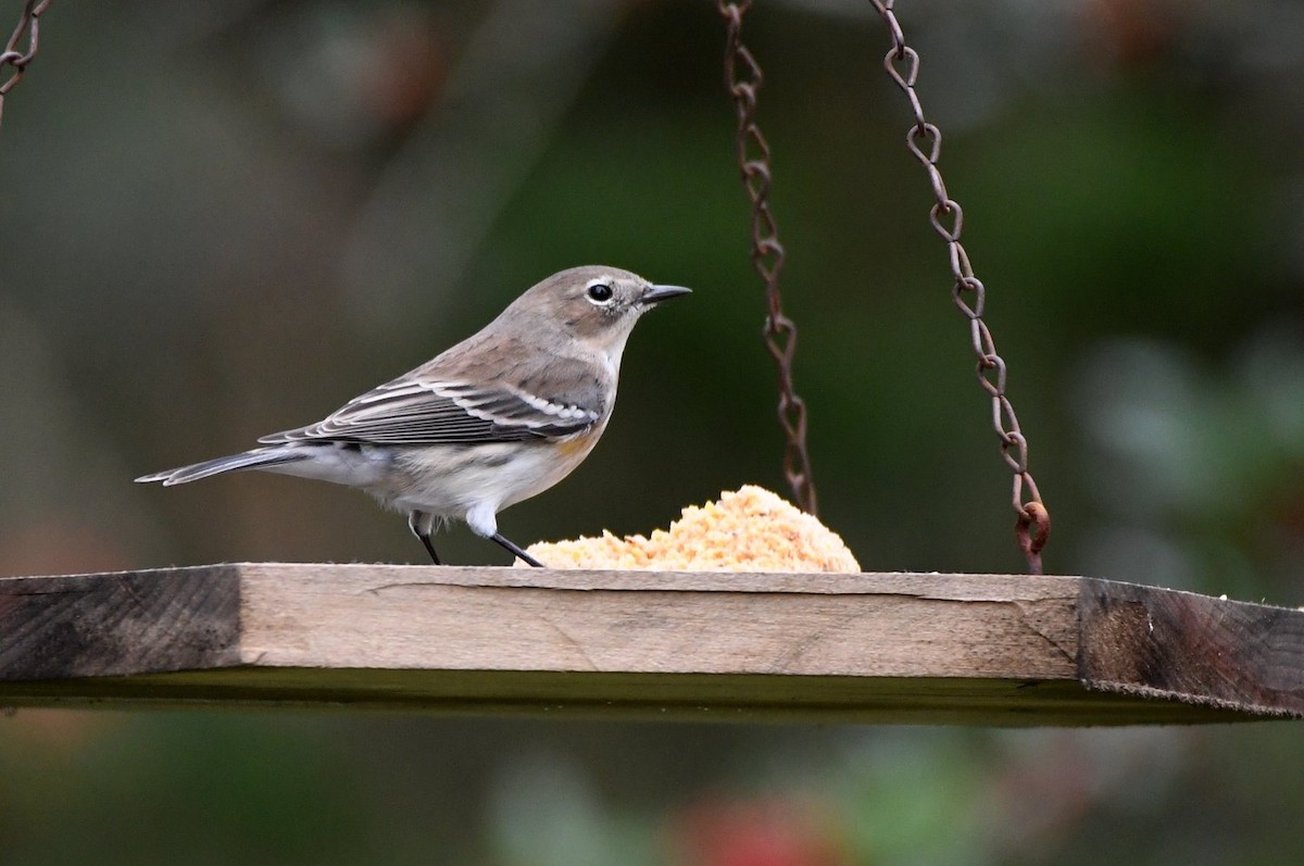 Yellow-rumped Warbler - ML628427219