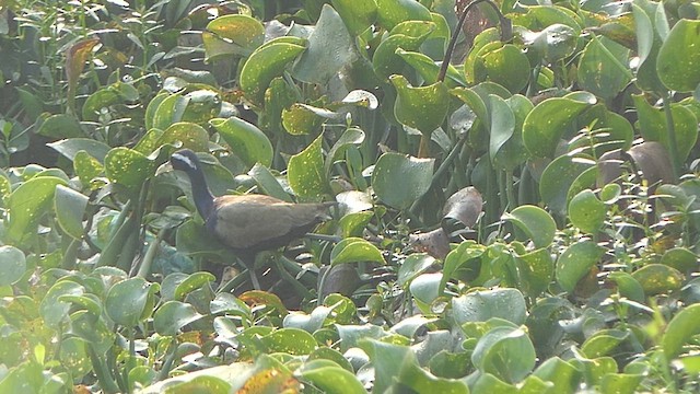 Bronze-winged Jacana - ML628427334