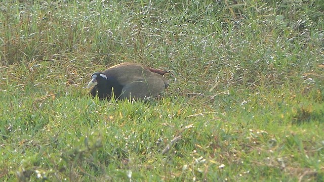 Bronze-winged Jacana - ML628427339