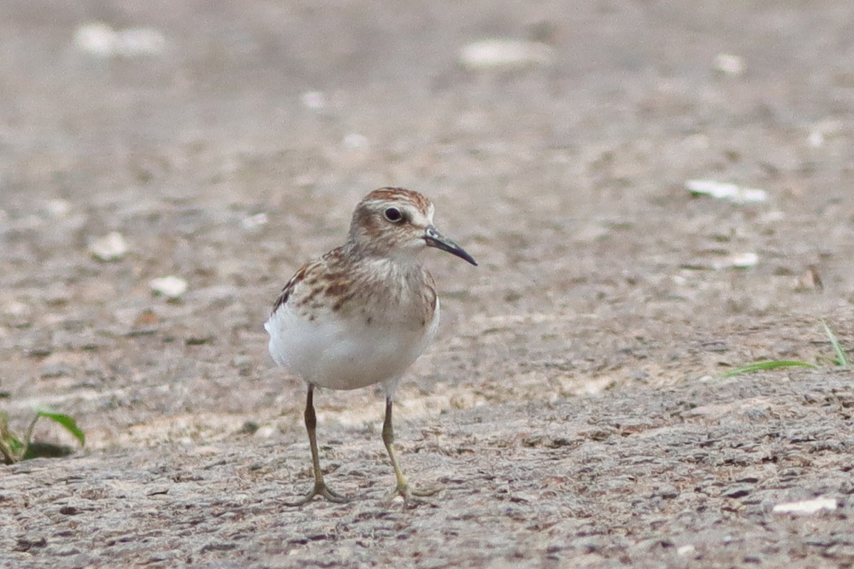 Least Sandpiper - ML628427345