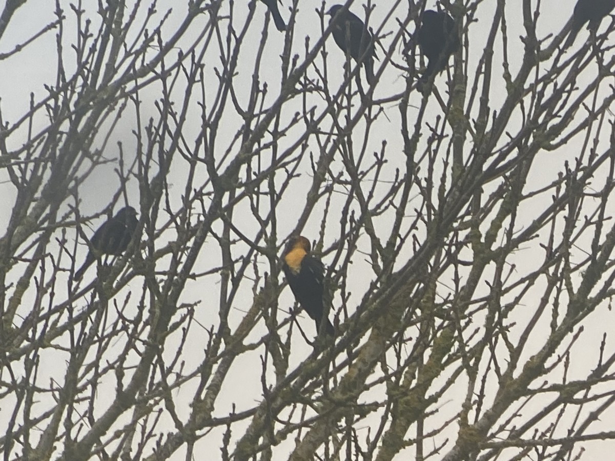 Yellow-headed Blackbird - ML628427371