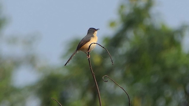 Ashy Prinia - ML628427407