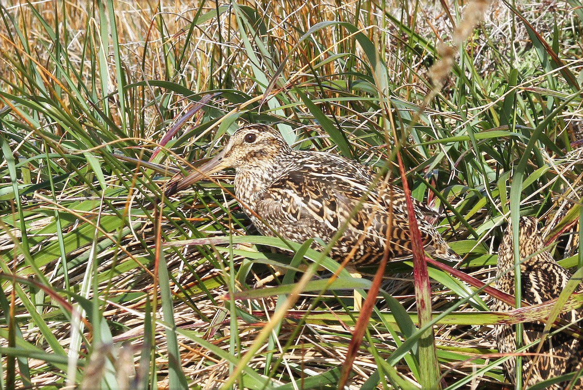 Fuegian Snipe - ML628427529