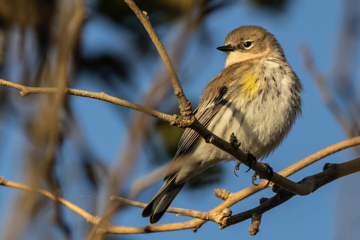 Yellow-rumped Warbler (Myrtle) - ML628427634