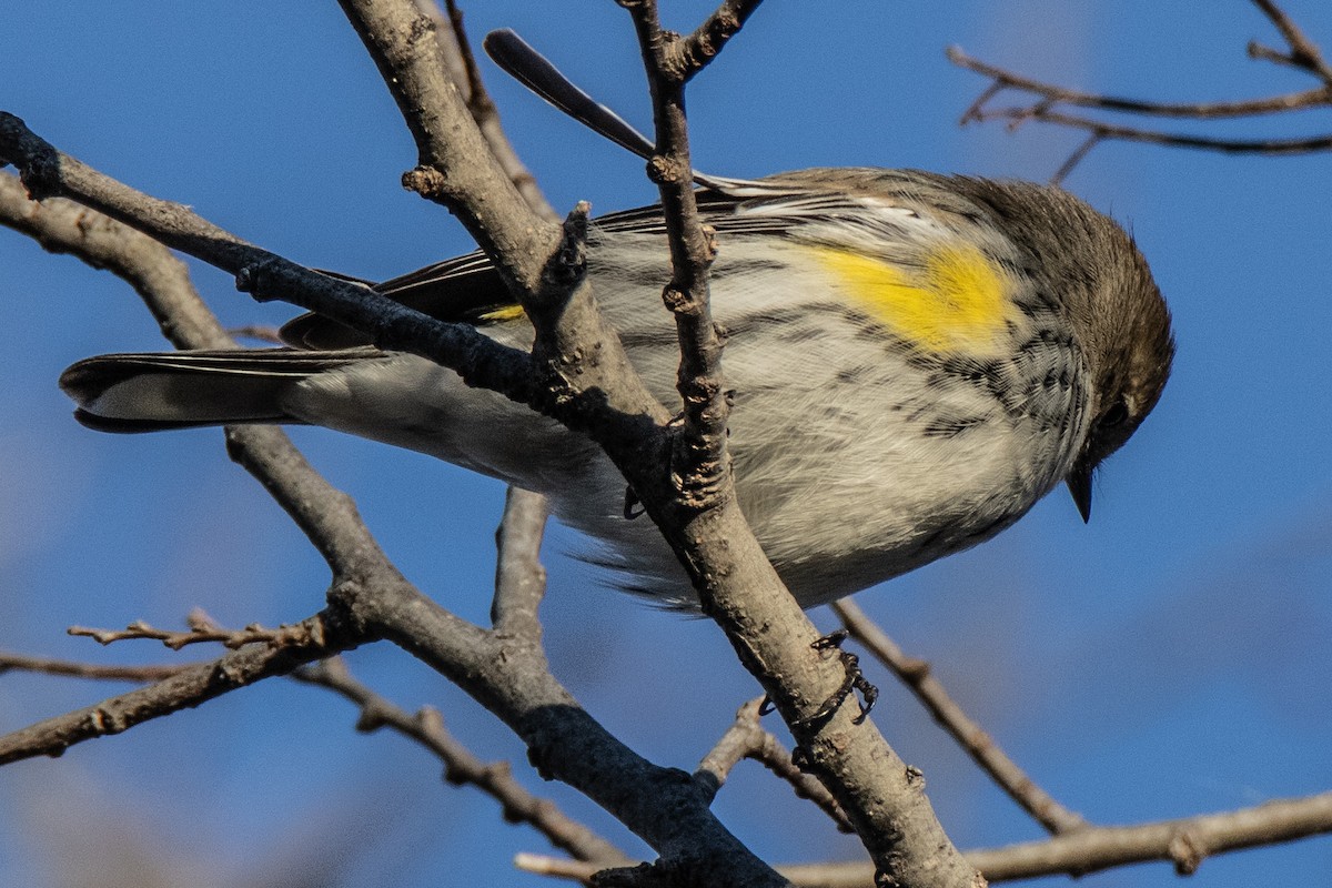 Yellow-rumped Warbler (Myrtle) - ML628427639