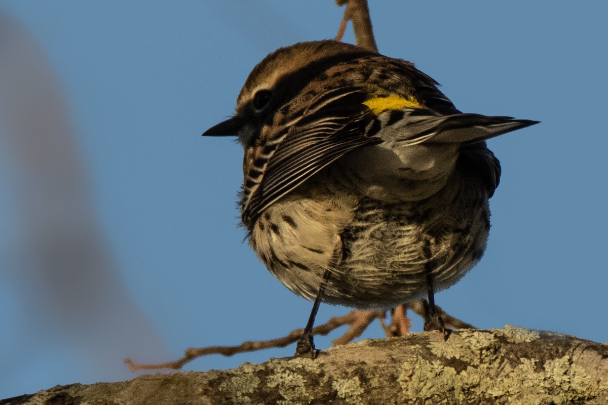 Yellow-rumped Warbler (Myrtle) - ML628427654